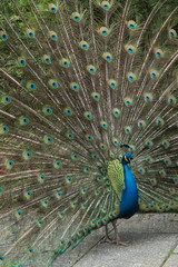 Naklejka premium Beautiful plumage of a male peacock showing off to a nearby female