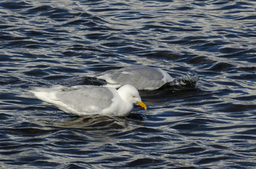 Goéland bourgmestre,.Larus hyperboreus, Glaucous Gull
