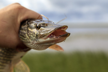 Fishing, pike close up,  Pike in the fisherman's hand