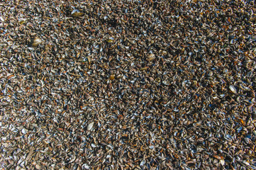 Natural sand and assorted shells, pebbles - background texture