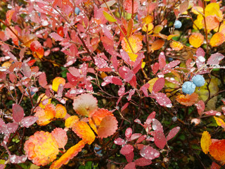 Beautiful landscape of forest-tundra, Blueberry ; Bush of a ripe bilberry in the summer closeup