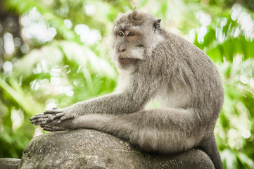 Portrait of long tailed macaque monkey in his natural environmen