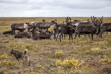 The extreme north, Yamal,   reindeer in Tundra