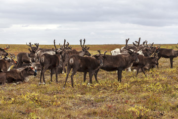 The extreme north, Yamal,   reindeer in Tundra