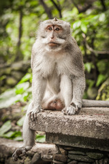 Portrait of long tailed macaque monkey in his natural environmen