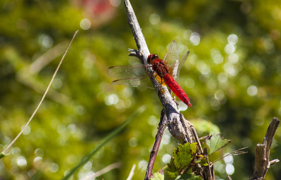 Dragon fly in the nature habitat. Macro images with bokeh. Dragonfly is an insect belonging to the order Odonata.