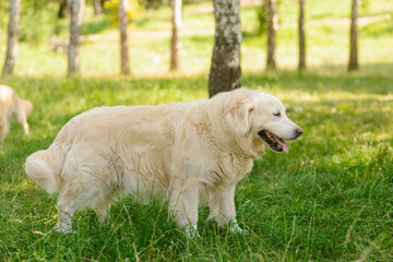 Big golden retriever in the forest