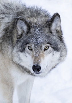A lone Timber wolf or Grey Wolf (Canis lupus) isolated on white background standing in the winter snow in Canada