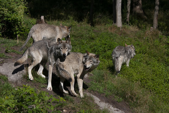 Fototapeta Timber wolves or grey wolves (Canis lupus) playing on rocky cliff in summer in Canada