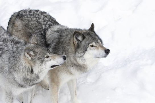 Two Timber wolves or grey wolves (Canis lupus) isolated on white background standing in the winter snow in Canada