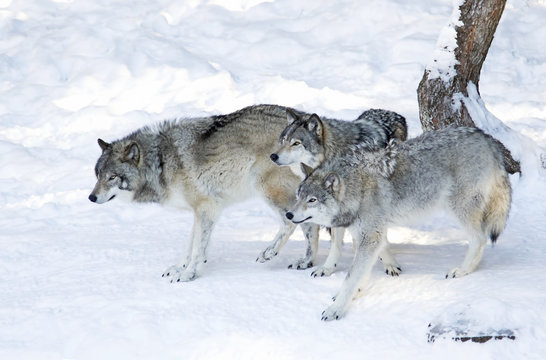 Fototapeta Three Timber wolves or grey wolves (Canis lupus) isolated on white background standing in the winter snow in Canada