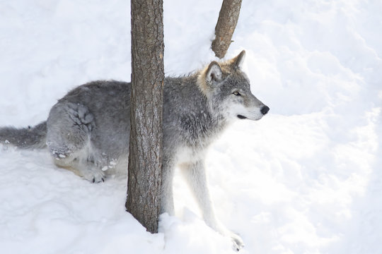 A lone Timber wolf or Grey Wolf (Canis lupus) isolated on white background sitting in the winter snow in Canada