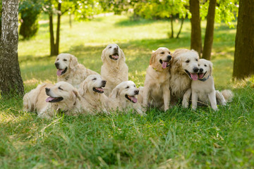 Big family of dogs
