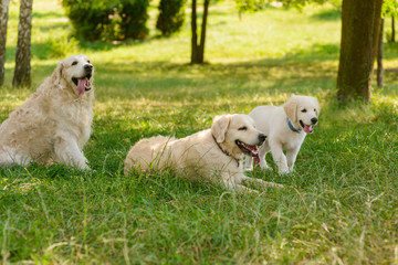 Cute dogs at the rest