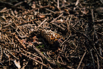 Small Beautiful Spruce And Pine Cones In Old Silent Forest On Dry Brown Grass Background