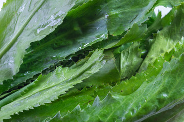 Background of green culantro leaves close up, food leaves backdrop, horizontal aspect