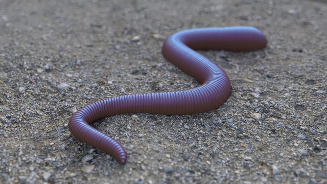worm on the ground