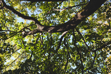 Green foliage tree perspective  background