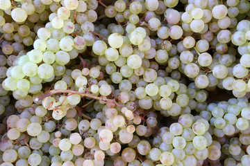 Raisins Muscat. / Grapes.
