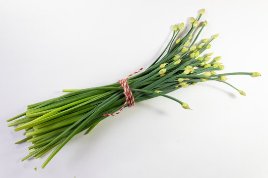 Green giant chives with flower buds wrapped in red striped twine, isolated on white