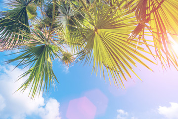 Fototapeta na wymiar Tropical resort, sunny palm and sky