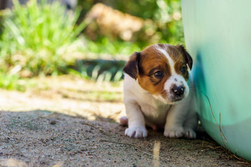 A little jack russell terrier puppy is sitting in the backyard and resting