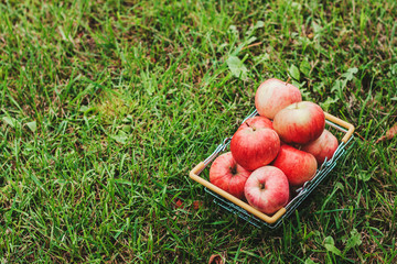 Ripe apples in a basket on a green juicy lawn - top view