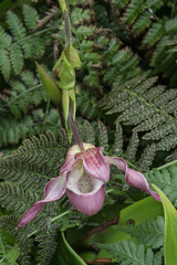 Beautiful white and pink orchid showing its bilateral symmetry