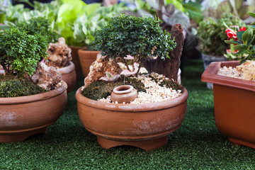 Small decorative buxus sempervirens bonsai potted for sale