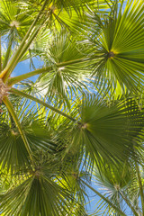 Fototapeta premium tropical backdrop of palm leaves against the sky
