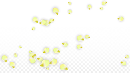 Vector Realistic Pink Petals Falling on Transparent Background.  Spring Romantic Flowers Illustration. Flying Petals. Sakura Spa Design. Blossom Confetti.