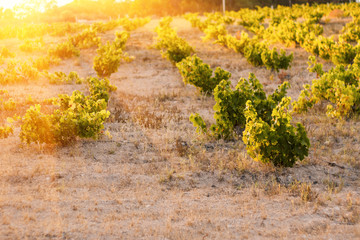 Fototapeta na wymiar Bright day sun on the bushes of grapes on the farm