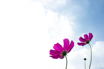 Beautiful cosmos flowers background.