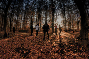 Fototapeta premium sunset in forest