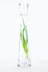 transparent vase of natural herbal essential oil with aloe vera on white surface
