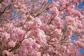 Tabebuia rosea is a Pink Flower neotropical tree