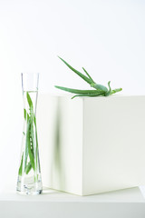 vase of natural herbal essential oils with aloe vera on white cubes