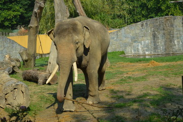 Słoń Indyjski-Elephas maximus bengalensis - Ostrawskie spojrzenia © jaceka