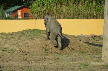 Słoń Indyjski-Elephas maximus bengalensis - Ostrawskie spojrzenia © jaceka