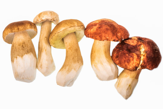 Edible porcini mushrooms on a white background.