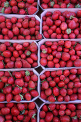 Fraises. Mara des bois. / Strawberries.