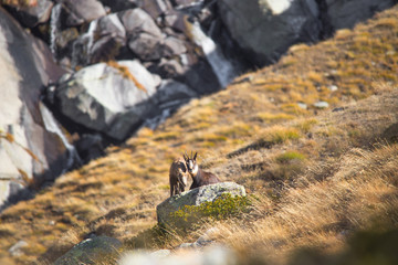 The alpine chamois (mother and son)