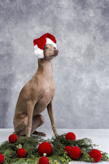 Dog with a Santa Claus hat