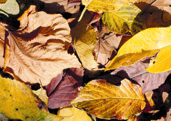 autumn leaves