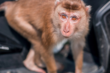 Monkey or macaque sitting on a scooter seat in Khao Yai National Park, Thailand