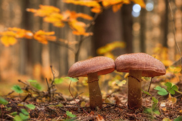 Two mushrooms in a forest during autumn