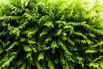 Naklejka na ściany i meble Green lush shrub plant