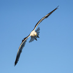 Fototapeta na wymiar Kelp Gull in Flight