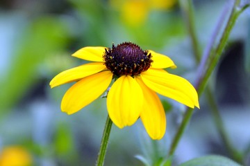 Charming autumn sunny rudbeckia flower on the background of the garden close-up.