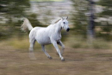 Naklejka na ściany i meble running white Arabian horse, blur background